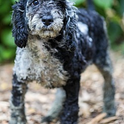 Thumbnail photo of Moyen Poodle Marcella #2