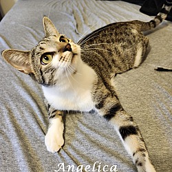 Thumbnail photo of ANGELICA #2