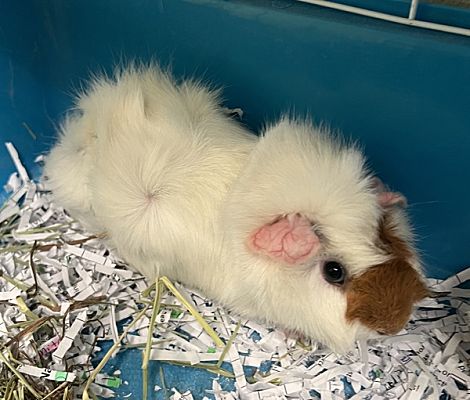 Sioux City, IA - Guinea Pig. Meet Buttercup a Pet for Adoption ...