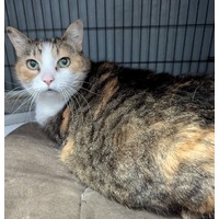 adopt-pet
