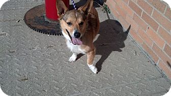 Brookings Sd Pembroke Welsh Corgi Meet Ilene A Pet For Adoption Adoptapet Com Brookings Sd Pembroke Welsh Corgi Meet Ilene A Pet For Adoption Adoptapet Com