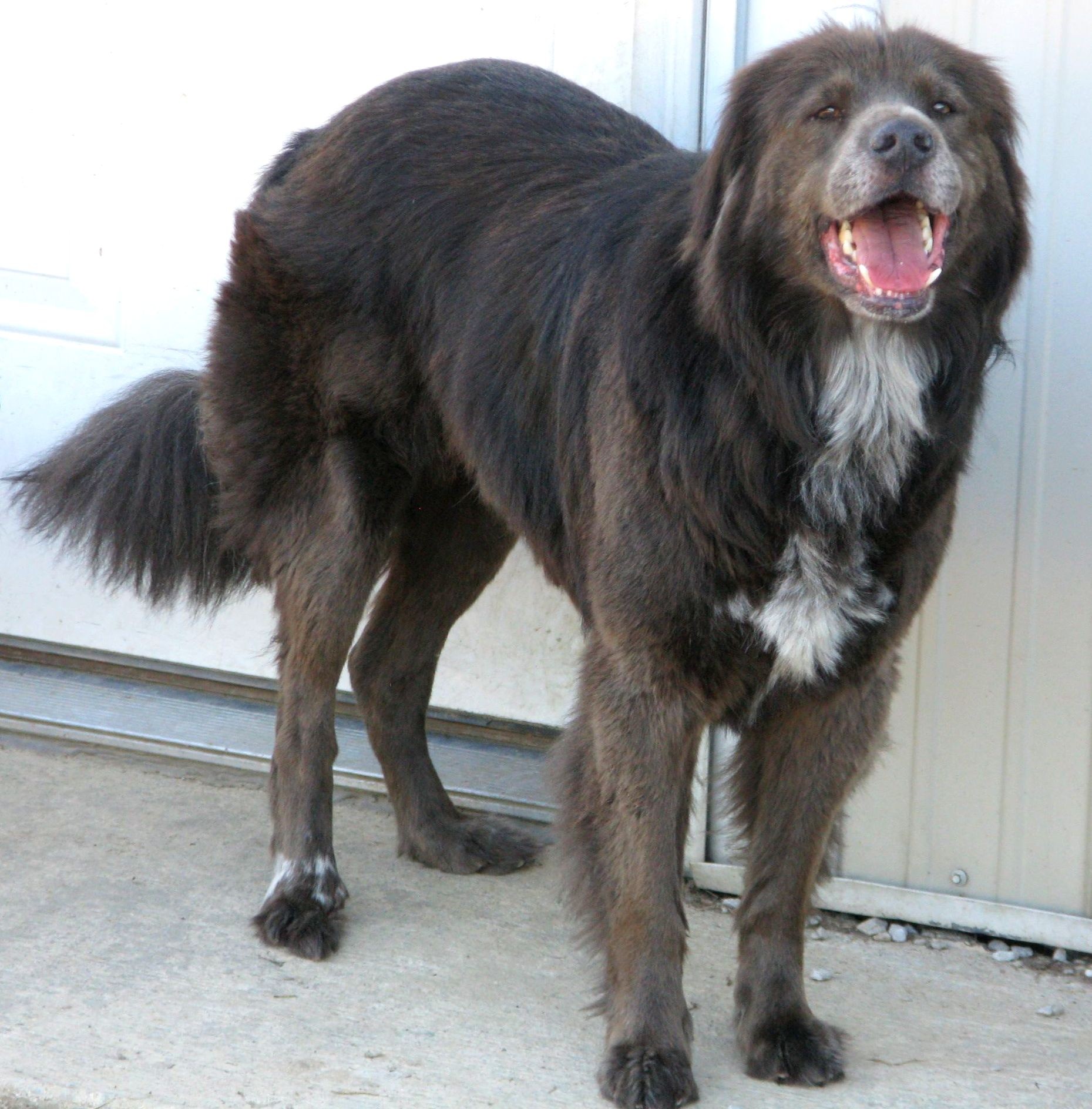 Indianapolis In Great Pyrenees Meet Dutch A Pet For Adoption