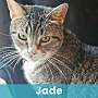 JADE - Domestic Shorthair available for adoption