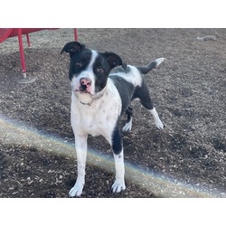 Photo of PRANCER