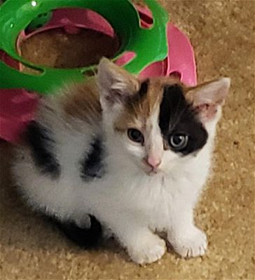 Columbus OH Calico Meet Maggie a Pet for Adoption AdoptaPet com