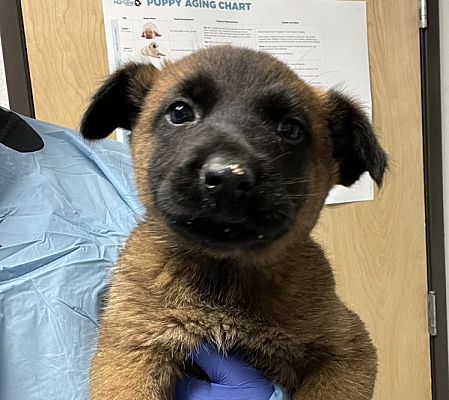 Escondido, CA - Belgian Malinois/Akita. Meet Julien a Pet for Adoption ...