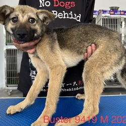 Photo of Buster 9419