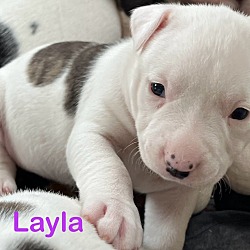 Thumbnail photo of Layla (Lulu's Litter) #1