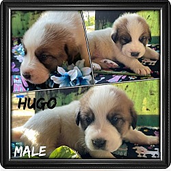 Thumbnail photo of Hugo * #4