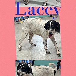 Photo of ‼️Lacy/URGENT‼️