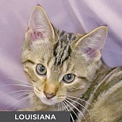 Thumbnail photo of Louisiana #2