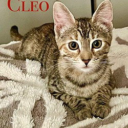 Thumbnail photo of Cleo #1