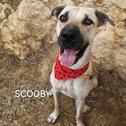 Thumbnail photo of Scooby #2