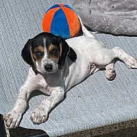 adopt a pet