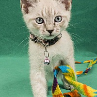 adopt a pet