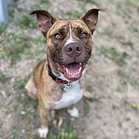 adopt a pet