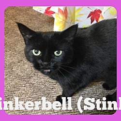 Thumbnail photo of Tinkerbell (Courtesy Listing) #1