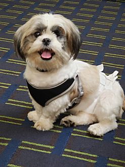 Adopt A Pet | PetSmart Charities