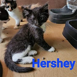 Photo of Hershey KL in MS