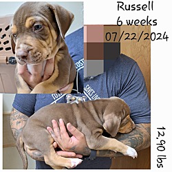 Thumbnail photo of Russel #2