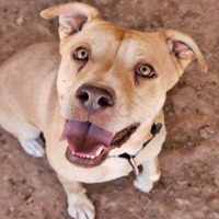 adopt-pet