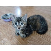 adopt-pet