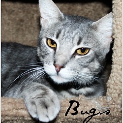 Thumbnail photo of Bugs #1