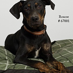Thumbnail photo of Roscoe #2