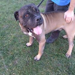 alliston humane society dogs for adoption