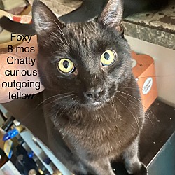 Thumbnail photo of Foxy #2