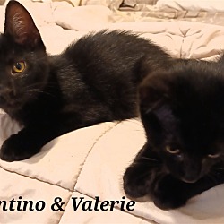 Photo of Valerie & Valentino
