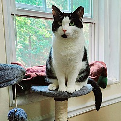 Photo of Nina (FIV+) (In Foster)