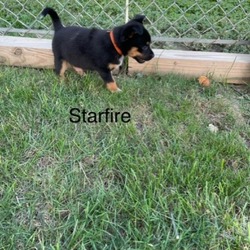 Thumbnail photo of Starfire #3