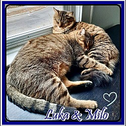 Thumbnail photo of LUKA & MILO BONDED BROS #4