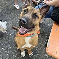 adopt a pet