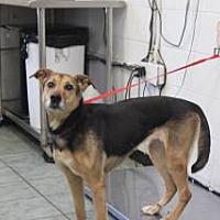 adopt a pet