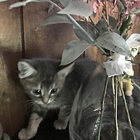 adopt a pet