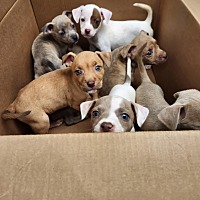 adopt a pet