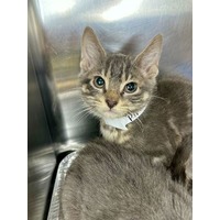 adopt-pet