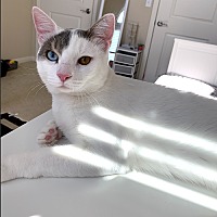 adopt a pet