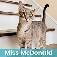 MISS MCDONALD - Domestic Shorthair available for adoption