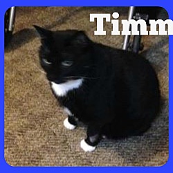 Thumbnail photo of Timmy (Courtesy Listing) #1