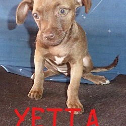Thumbnail photo of Yetta #2