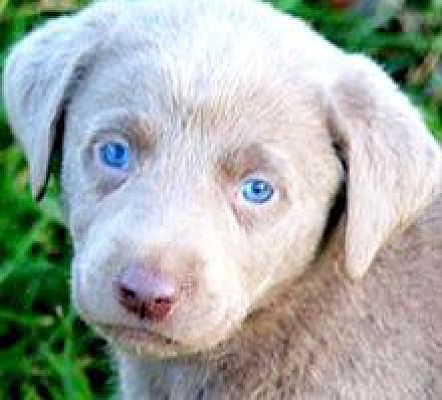 Wakefield Ri Labrador Retriever Meet Pink Pb Silver Lab Wow A Pet For Adoption