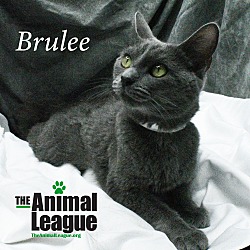 Thumbnail photo of Brulee #1
