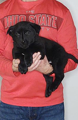 Pittsburgh, PA - Labrador Retriever/Border Collie. Meet Max a Pet for ...