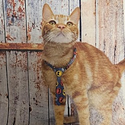 Photo of Pickles