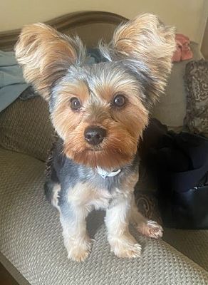 Vineland, Nj - Yorkie, Yorkshire Terrier. Meet Skye (in Foster) A Pet 