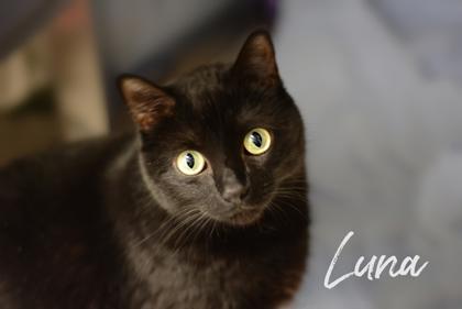 Photo of Luna (Black)