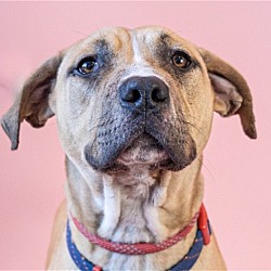 Thumbnail photo of Fonzie - Foster or Adopt Me! #1